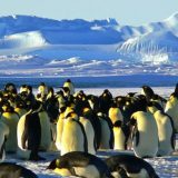 Njihovo veličanstvo - pingvini 8