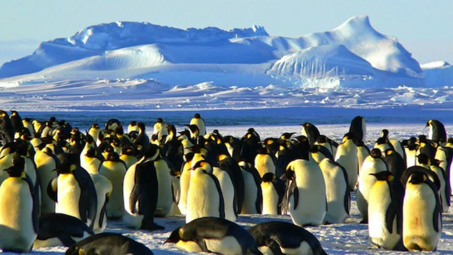 Njihovo veličanstvo - pingvini 1