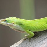 Algoritam gušterove kože 11