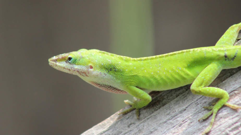 Algoritam gušterove kože 1