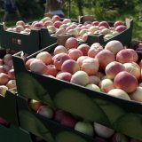 Vučićevo regionalno tržište potpuno nerealno 12