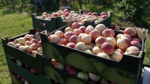 Voće i povrće kojim možete da hranite psa 5