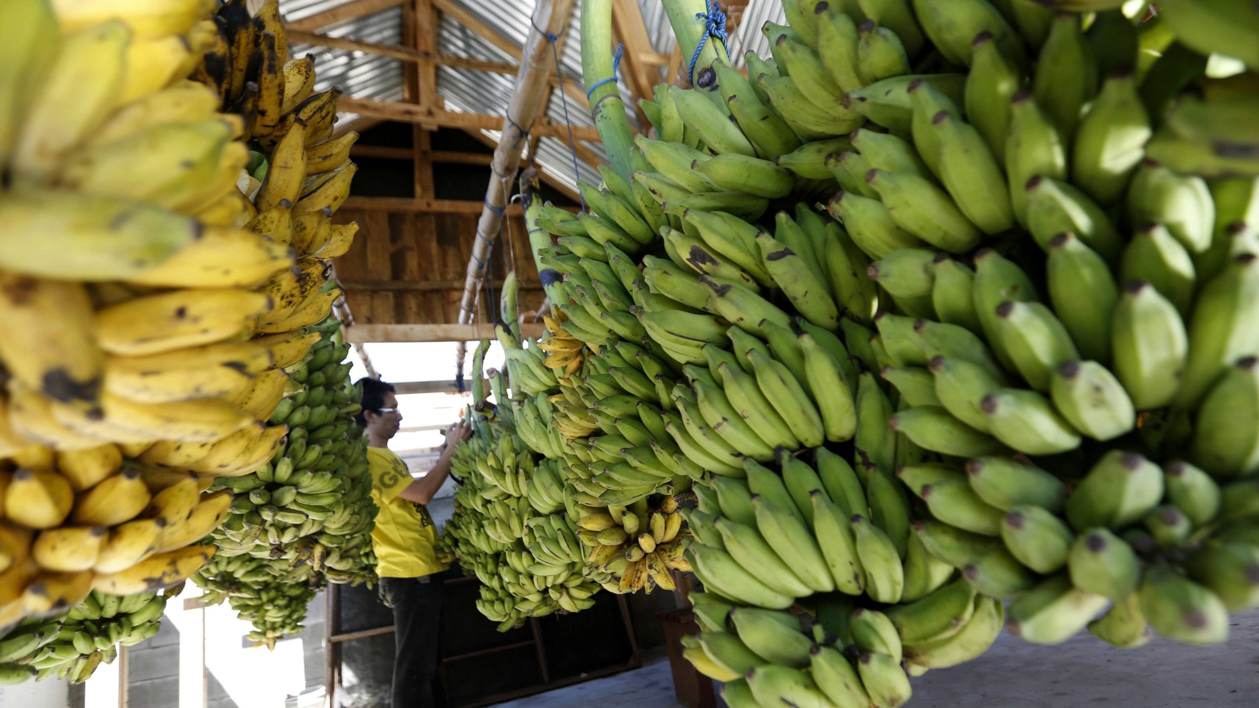 Da li će banane nestati? 1