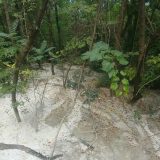 Drveće na Košutnjaku u betonu 5