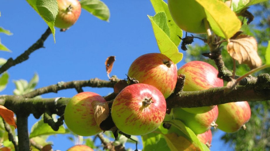 180 miliona dinara subvencija za voćare u Beogradu 1