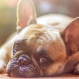 Pas otkrio ubicu u Sankt Peterburgu 11