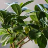 Sobne biljke kao zaštita od zračenja 10