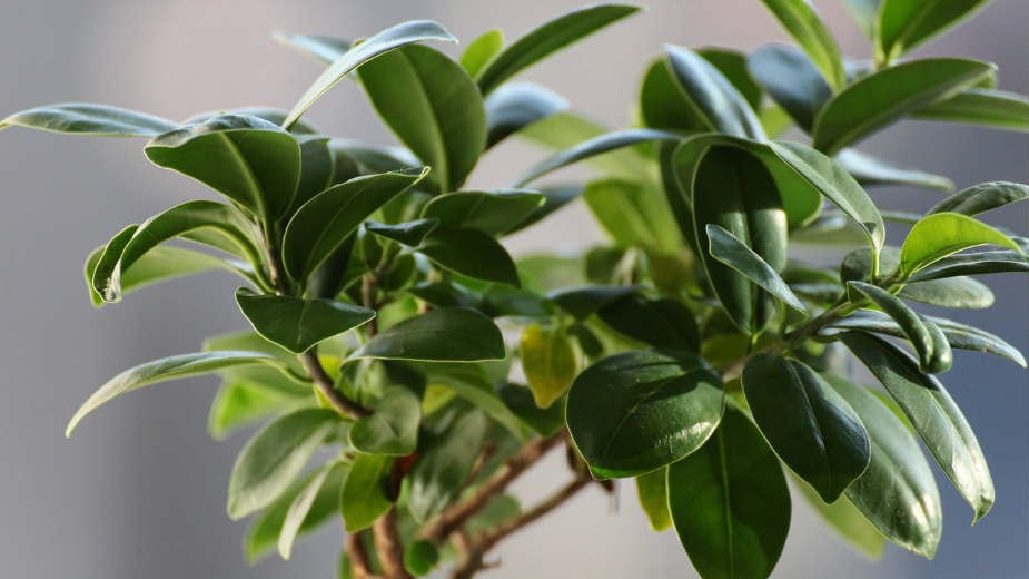 Sobne biljke kao zaštita od zračenja 1