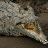 Uhvaćen krokodil od 600 kilograma 8