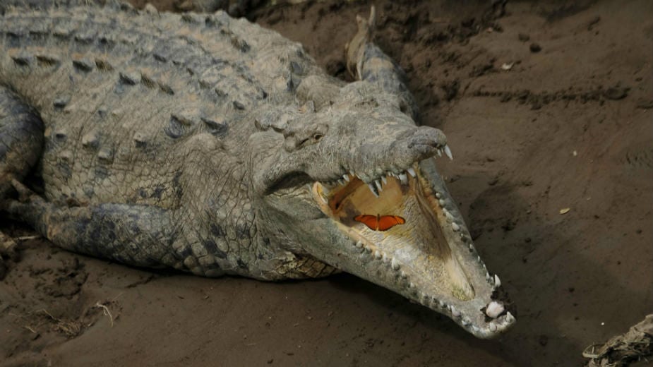 Uhvaćen krokodil od 600 kilograma 1