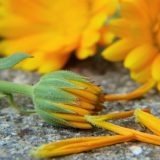 Neven čini čuda za kožu, krv i pritisak 4