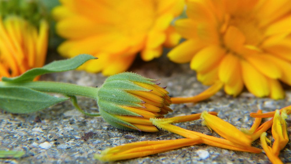 Neven čini čuda za kožu, krv i pritisak 1