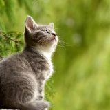 Jedanaest stvari koje mogu biti pogubne po mačke 8