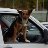 Vozila na suncu velika opasnost po decu i kućne ljubimce 2