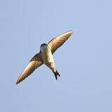 Beč: Postavljeno 450 ptičjih gnezda 3