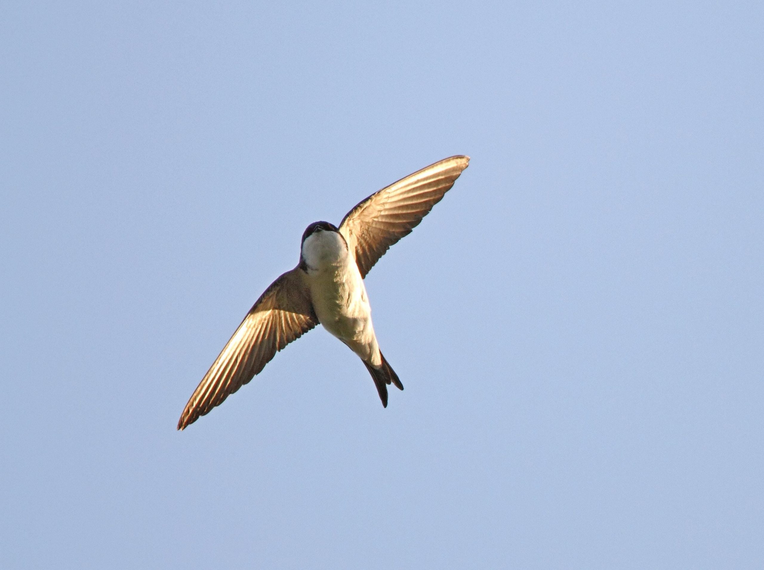 Beč: Postavljeno 450 ptičjih gnezda 1