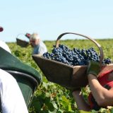 Prijava sezonaca na njivama naredne godine 4