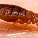 Na frankfurtskom aerodromu potraga za stenicama 11