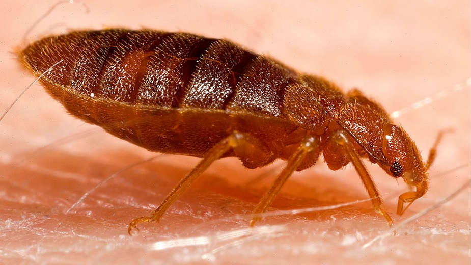 Na frankfurtskom aerodromu potraga za stenicama 1