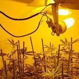 MUP: Pronađena laboratorija za uzgajanje marihuane 11