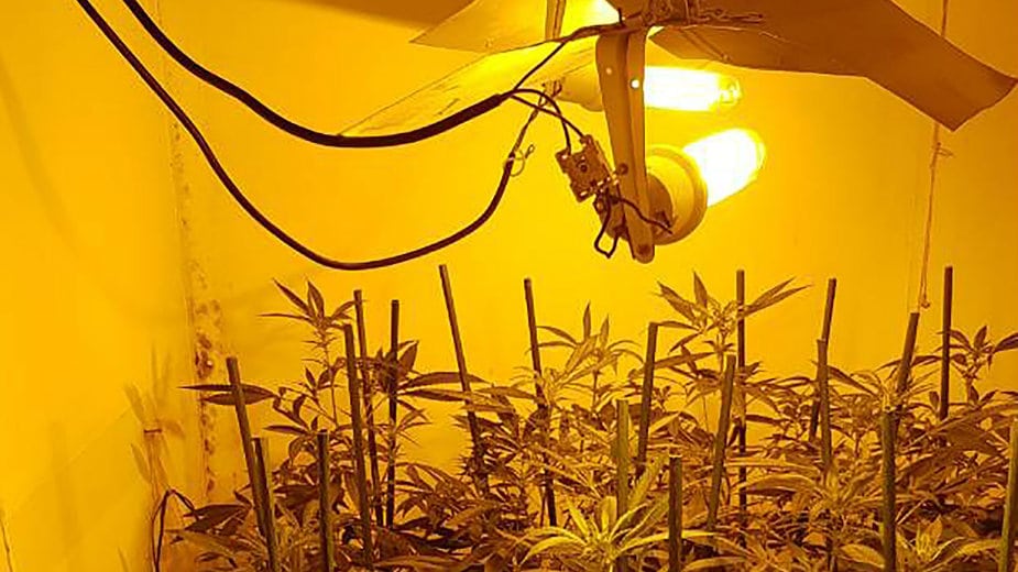 MUP: Pronađena laboratorija za uzgajanje marihuane 1