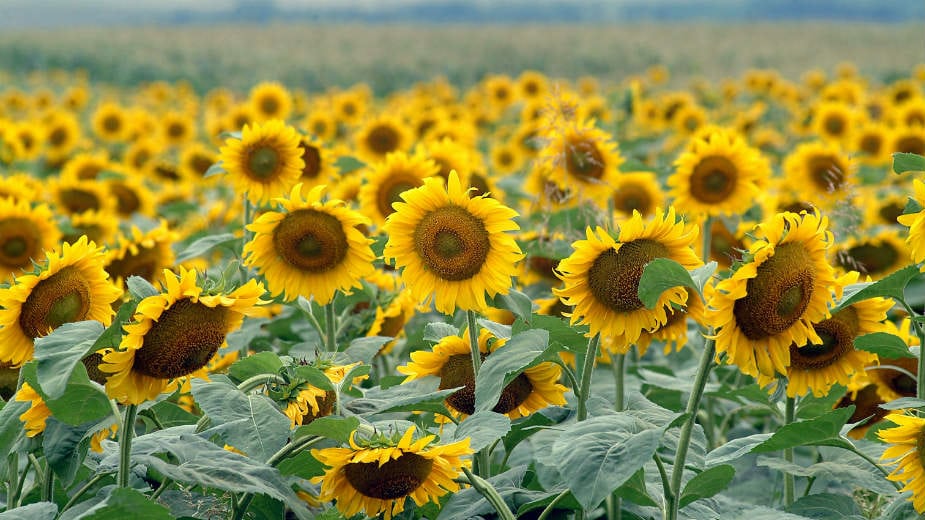 Otkupljivači nude 28,50 dinara, poljoprivrednici traže 35 1