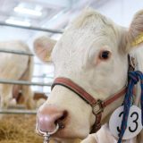 PKB bi u državnom vlasništvu propao 13