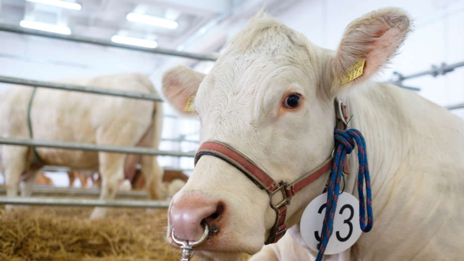 PKB bi u državnom vlasništvu propao 1