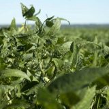 Papović: Nije prvi put da aferu režira konkurencija 8