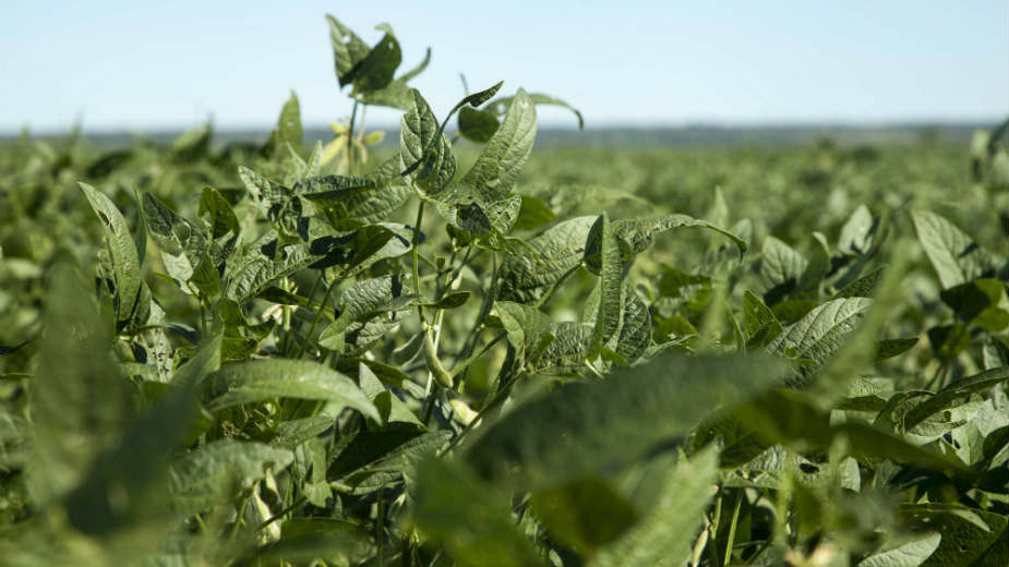 Papović: Nije prvi put da aferu režira konkurencija 1