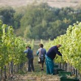 Srpski radnici jeftina radna snaga i meta nesavesnih agencija 2