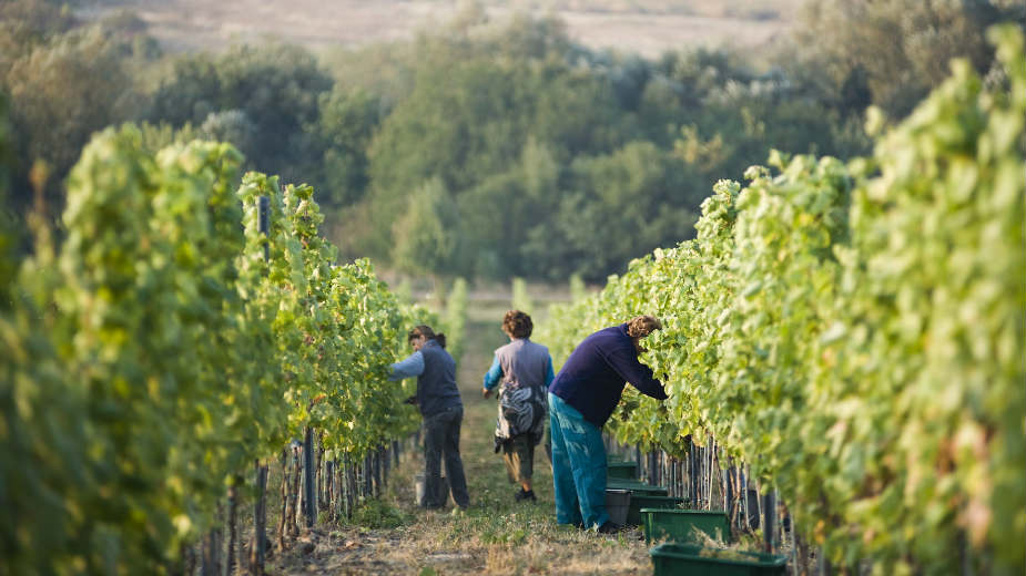 Srpski radnici jeftina radna snaga i meta nesavesnih agencija 1
