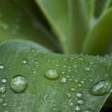 Miris kiše - petrikor, može se naći i u parfemima 5