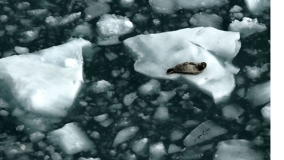 arktički led