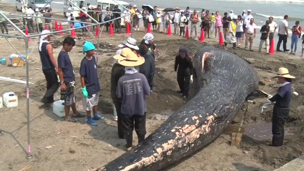 Telo mladunčeta plavog kita na plaži Kamakura, okruženo ljudima, 4. avgusta 2018.