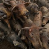 Broj zaklanih svinja u Španiji veći od broja stanovnika 2