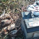 Blace: Love uz pomoć zabranjenih vabilica 2