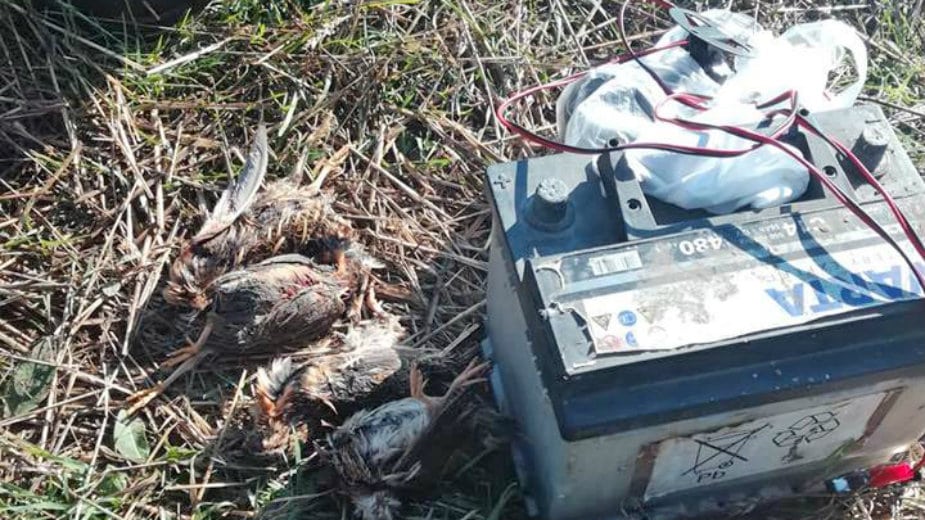 Blace: Love uz pomoć zabranjenih vabilica 1