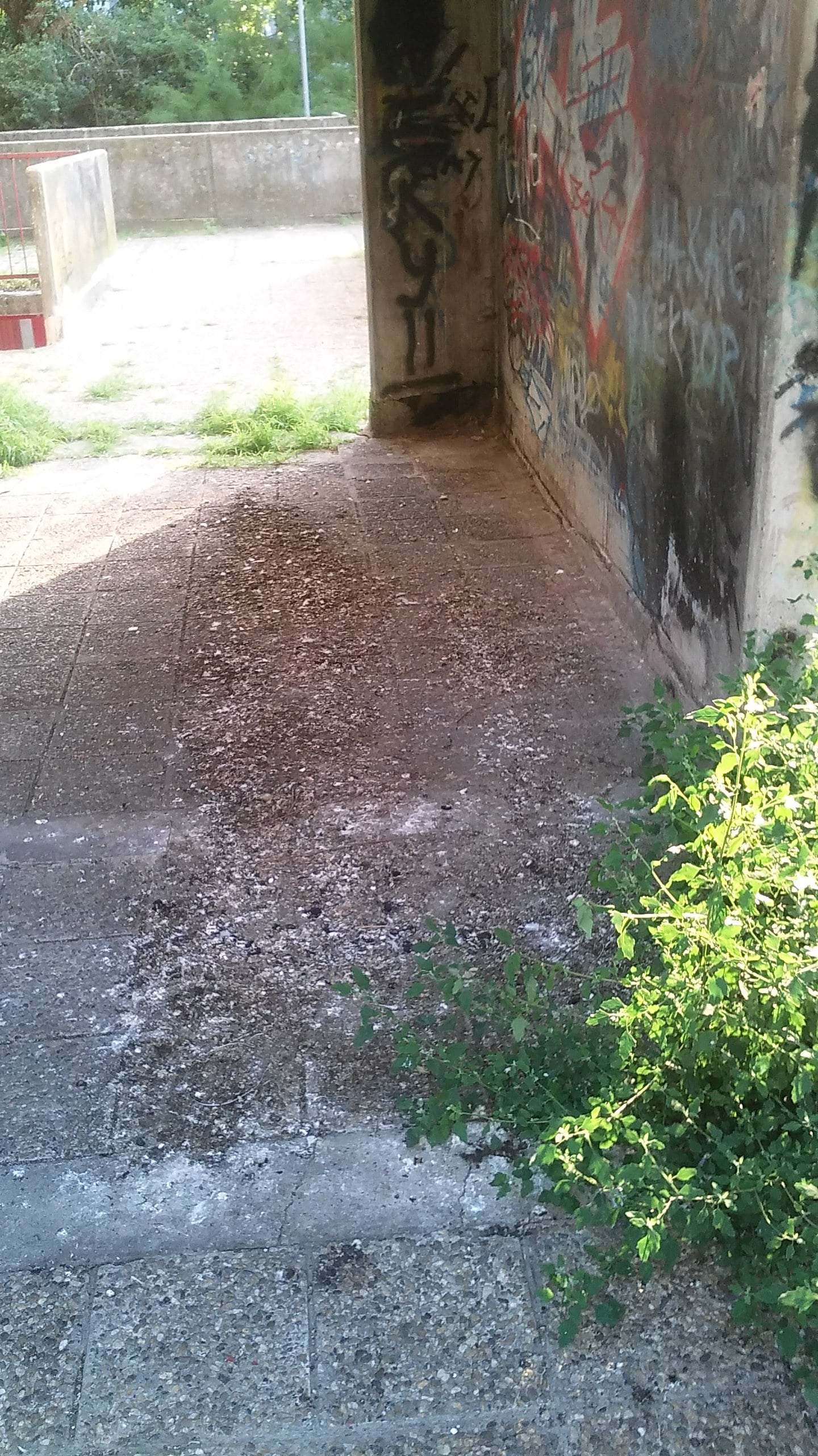 Potkrovlje zgrade u bloku 62 već 40 godina kao stanare ima golubove 3