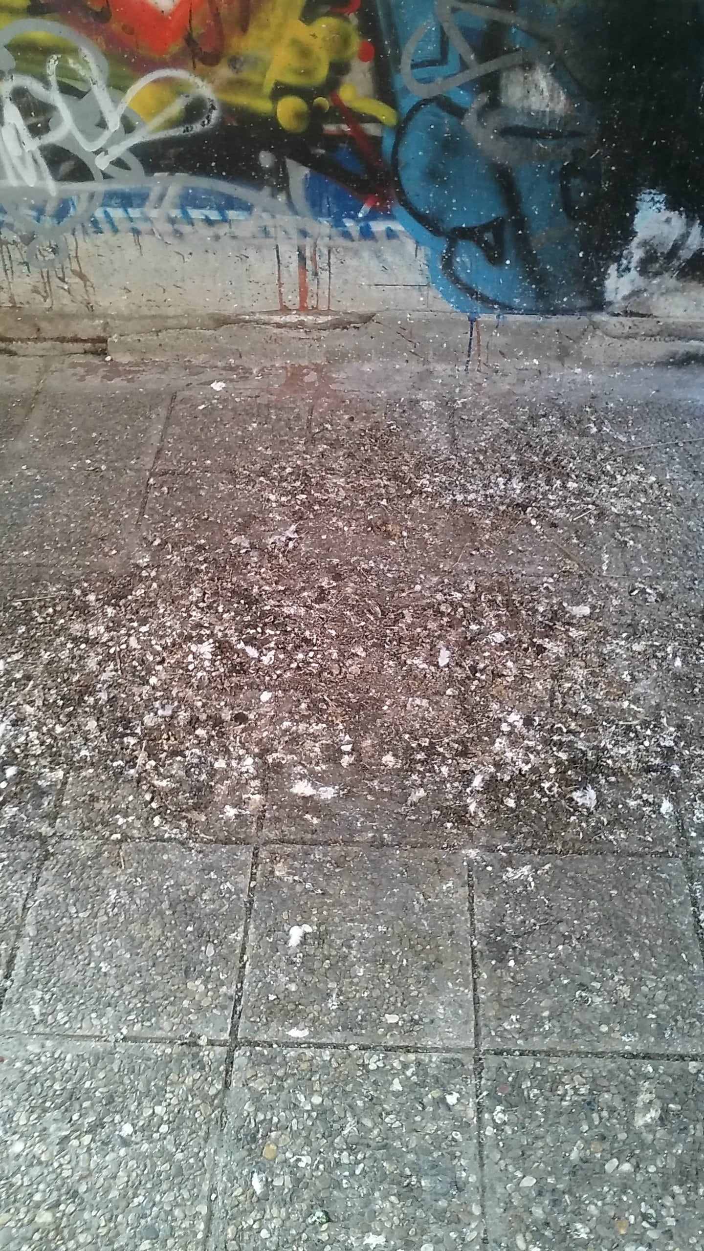 Potkrovlje zgrade u bloku 62 već 40 godina kao stanare ima golubove 4