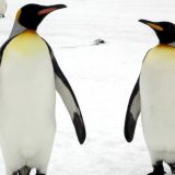 Najveća kolonija kraljevskih pingvina polako nestaje 6