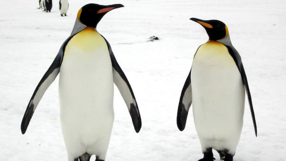 Najveća kolonija kraljevskih pingvina polako nestaje 1