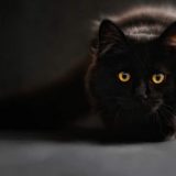 Operacija akustična mačka 12