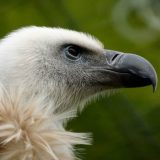 Svet bez lešinara 2