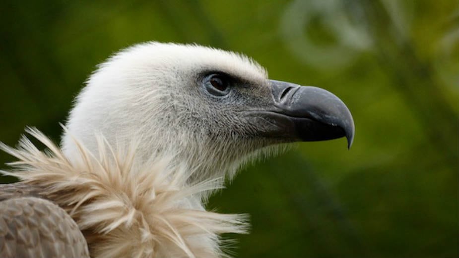 Svet bez lešinara 1 Svet bez lešinara 1