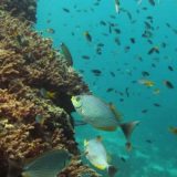 Da li je bilo revolucije u plivanju? 7