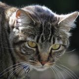 Moć mačjeg parazita 12