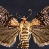 Apsolutni sluhista među životinjama 8