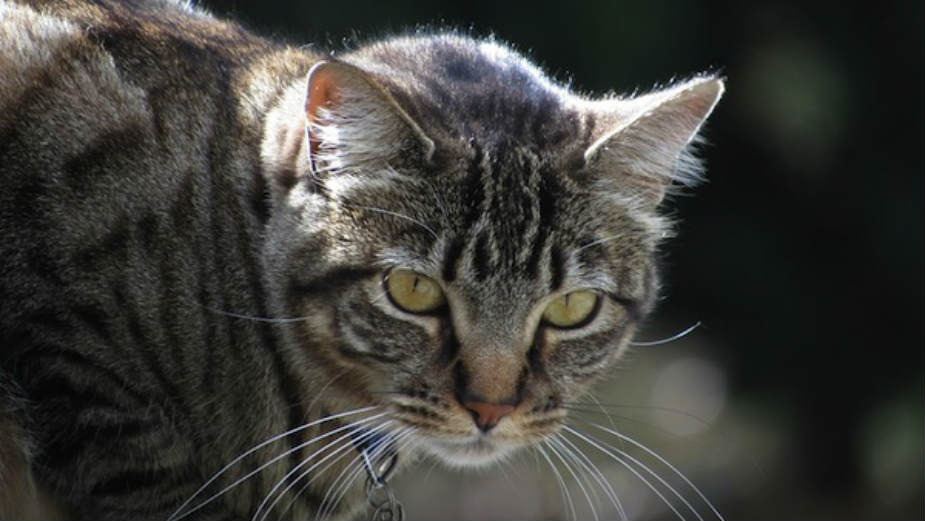 Moć mačjeg parazita 1 Moć mačjeg parazita 1