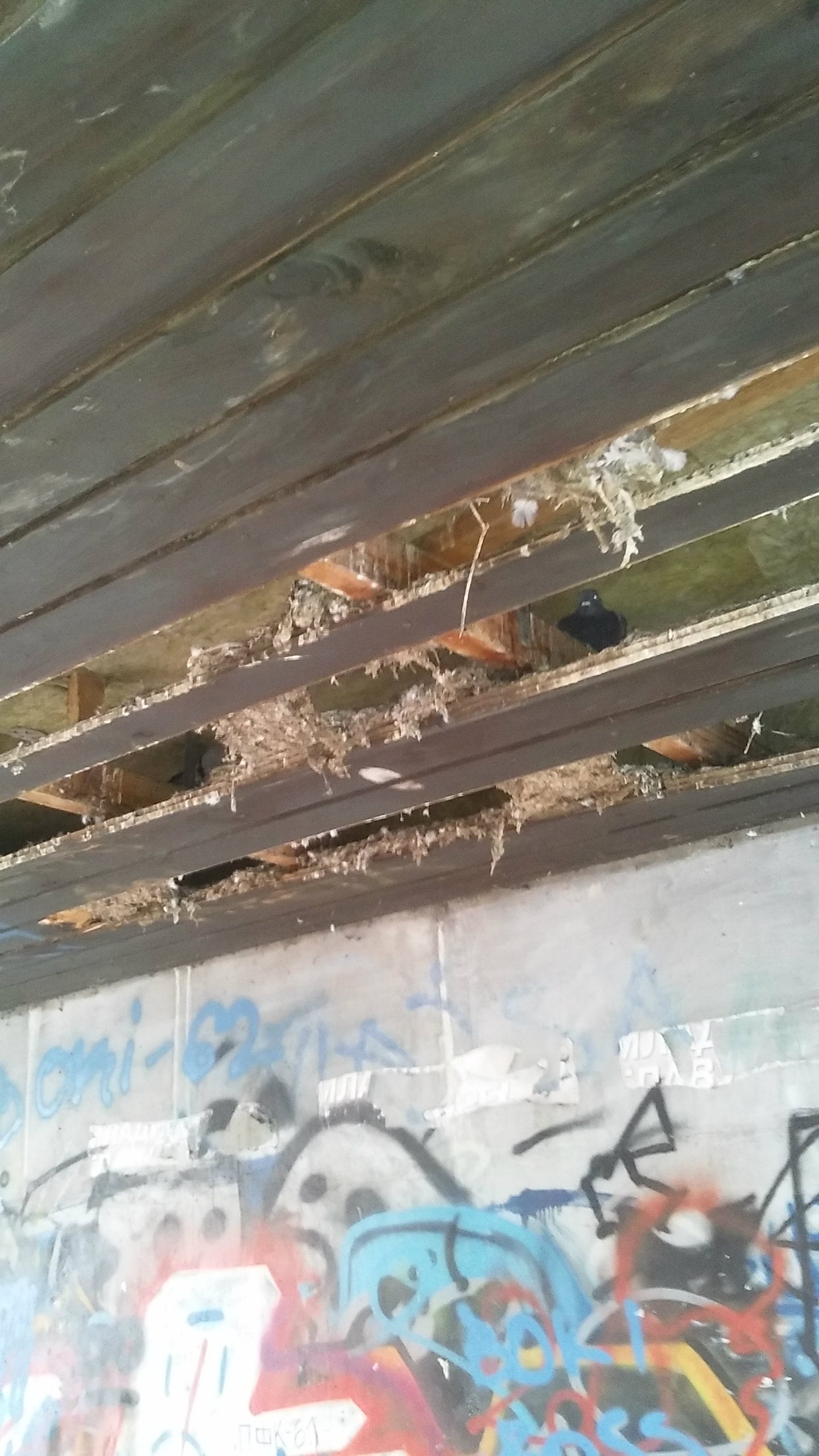 Potkrovlje zgrade u bloku 62 već 40 godina kao stanare ima golubove 6